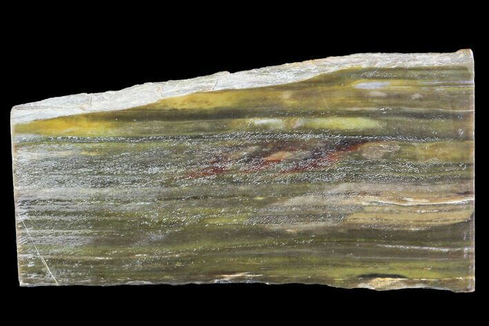 Petrified Wood (Araucioxylon) - Circle Cliffs, Utah #104702